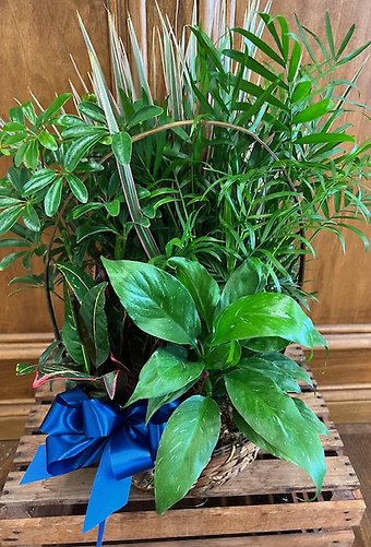 Planter LD-6