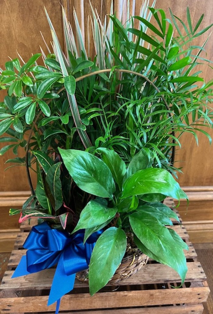 Planter LD-6