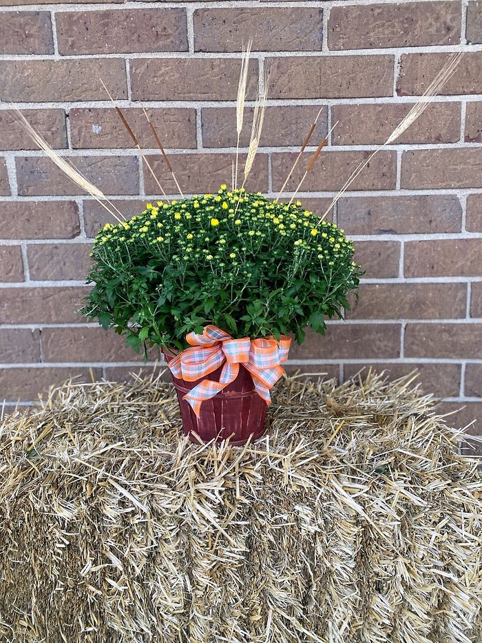 Bushel Mum